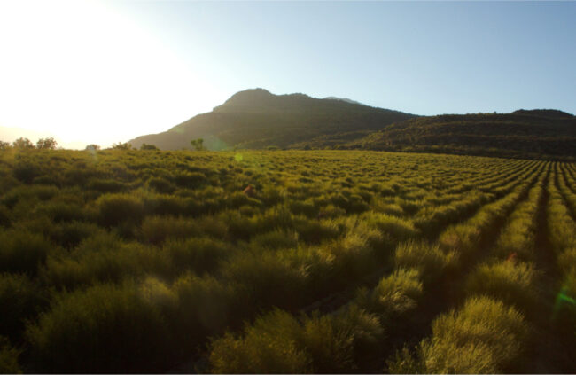mount
